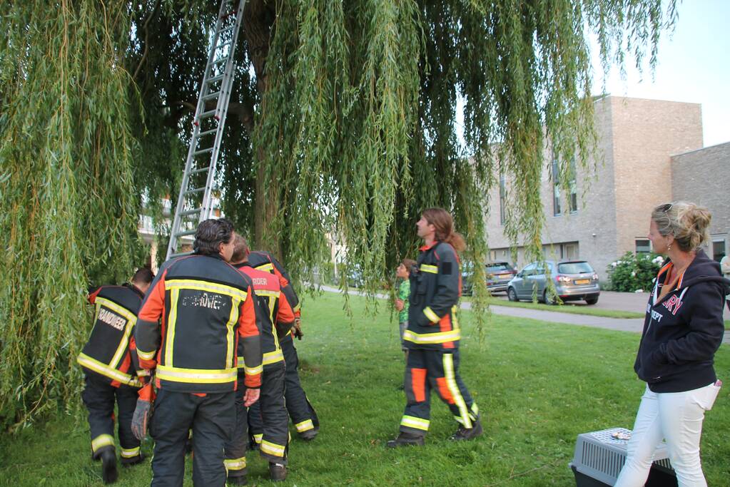 Brandweer redt kat uit boom