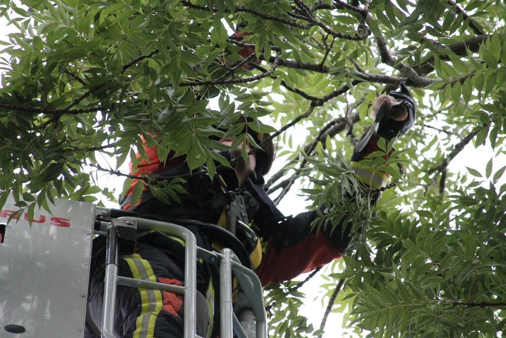 Vastzittende vogel door brandweer uit boom bevrijdt