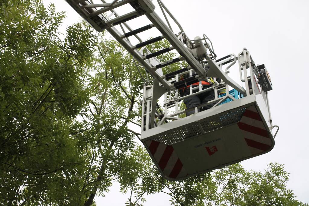 Vastzittende vogel door brandweer uit boom bevrijdt