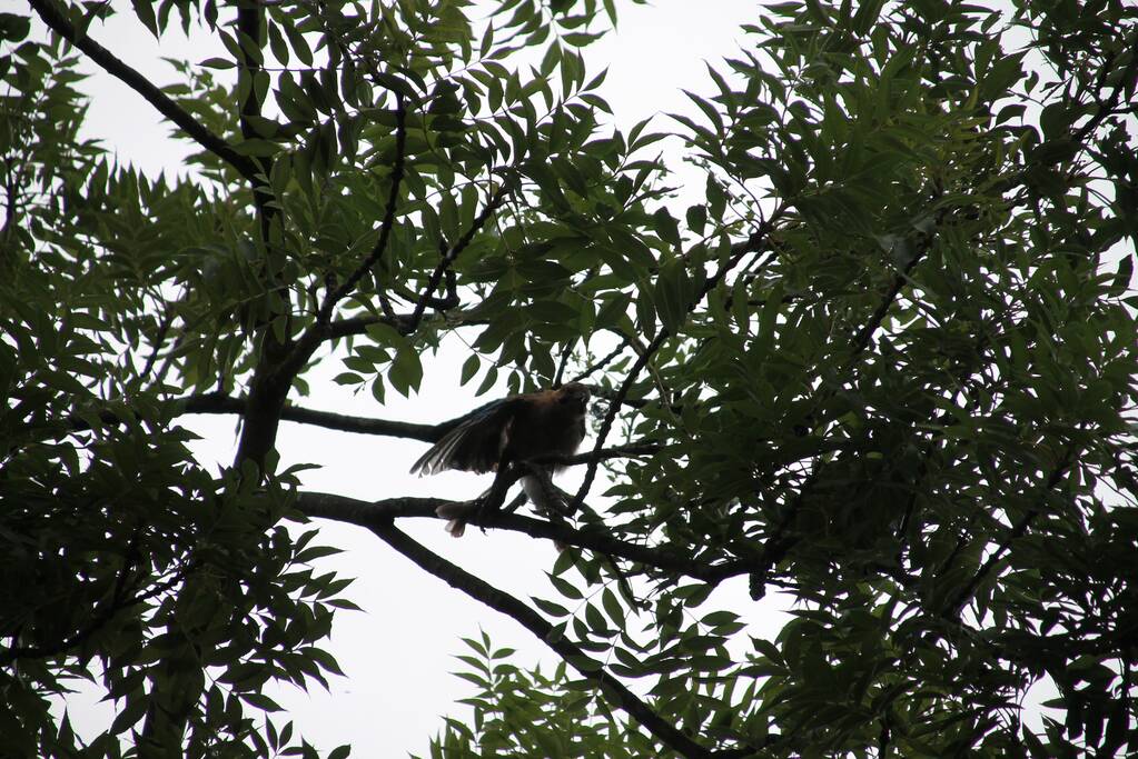 Vastzittende vogel door brandweer uit boom bevrijdt