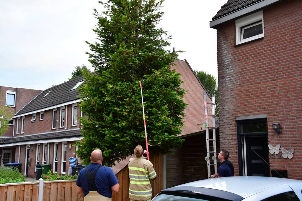 Kitten Batman door brandweer uit boom gered