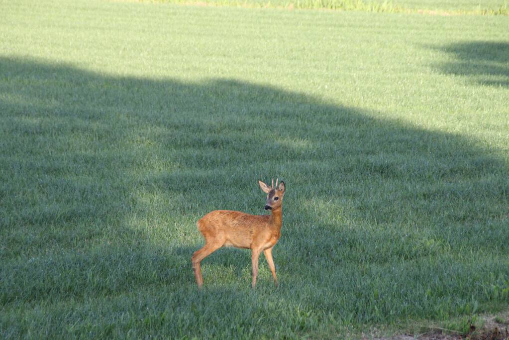 Ree bevrijdt onder boothuis