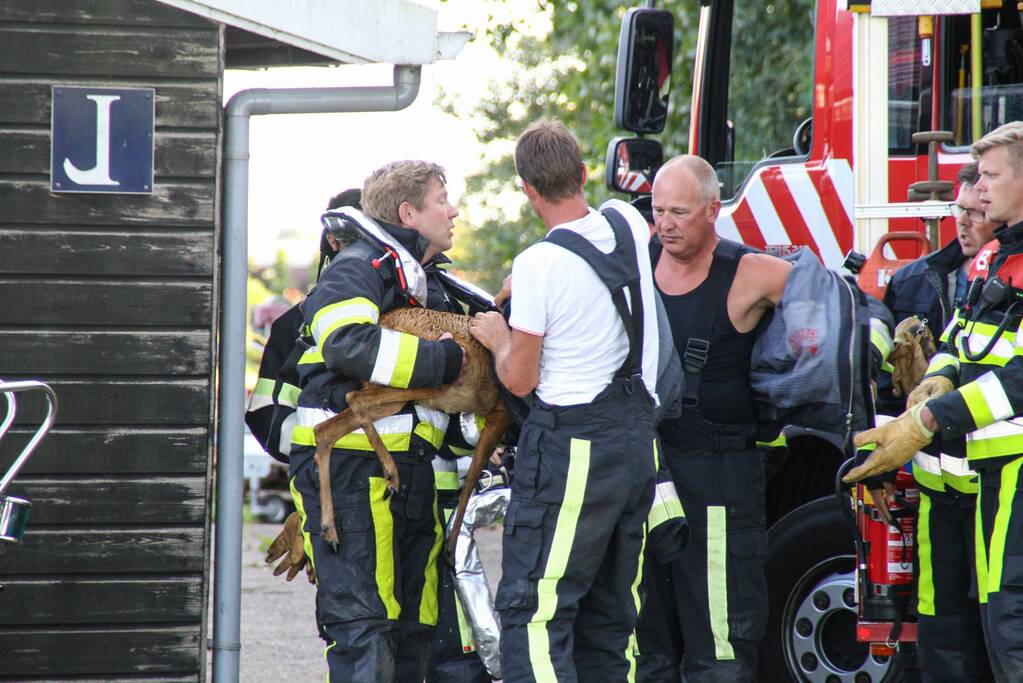 Ree bevrijdt onder boothuis