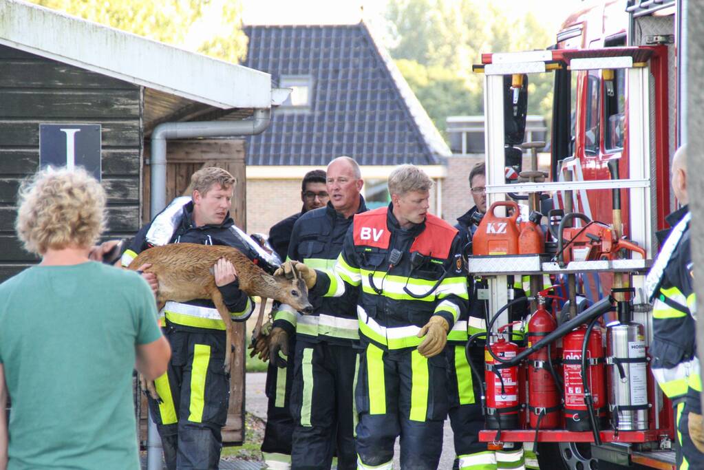 Ree bevrijdt onder boothuis