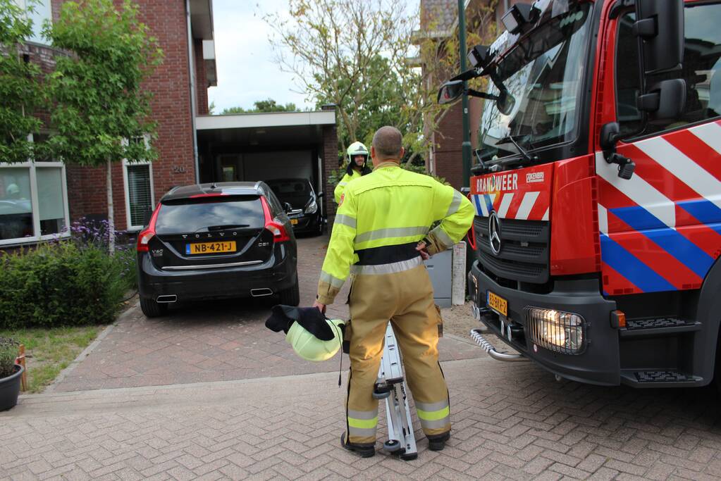 Kat springt uit de boom bij reddingsactie
