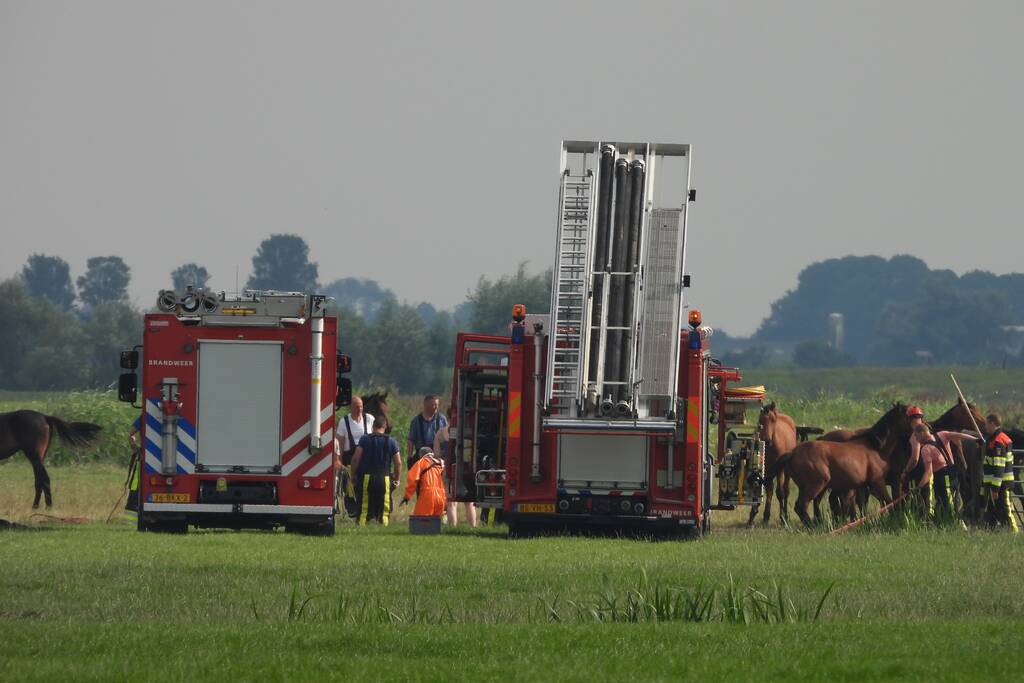Paard raakt te water