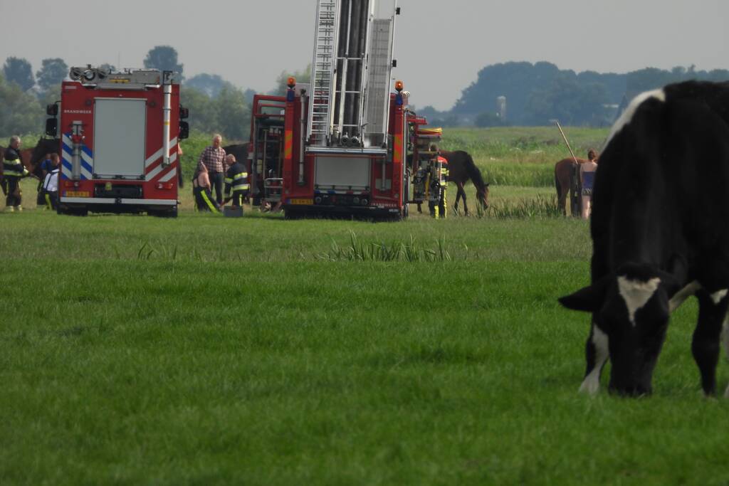 Paard raakt te water