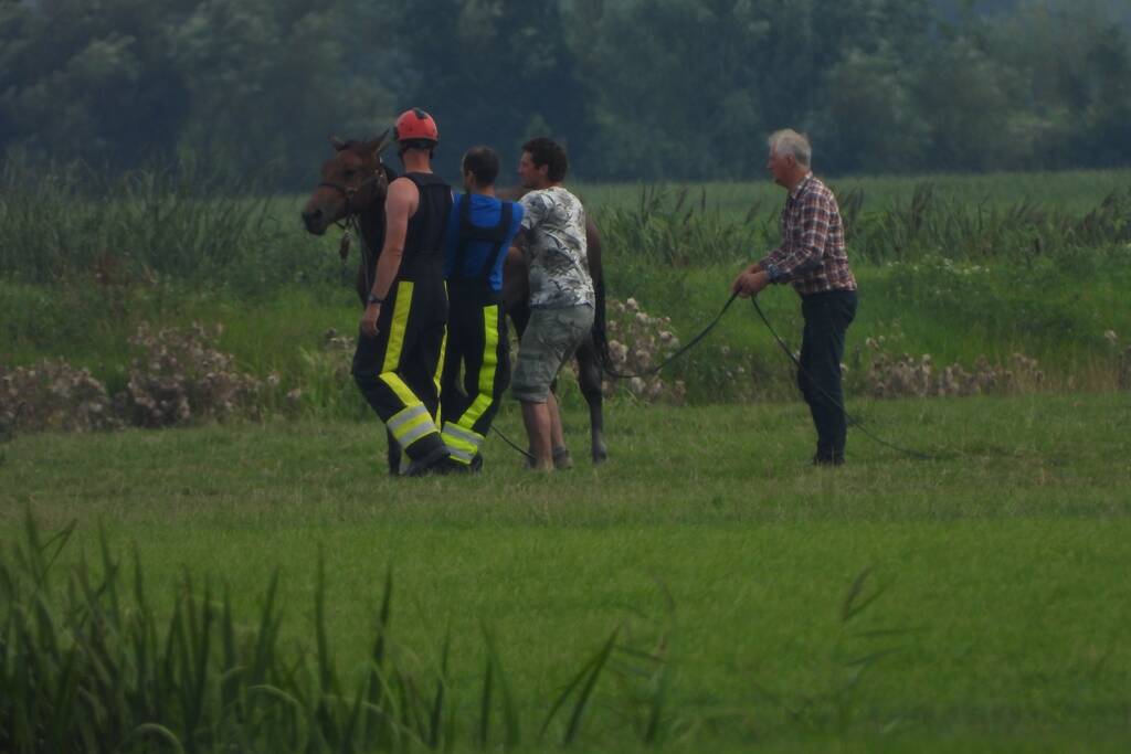 Paard raakt te water