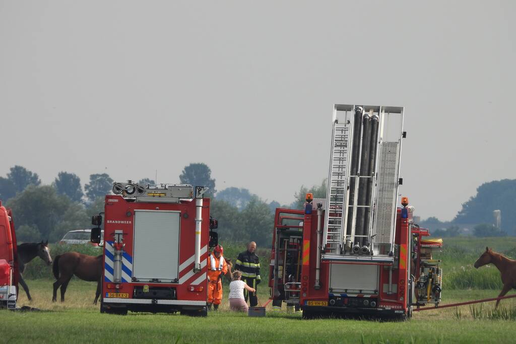 Paard raakt te water