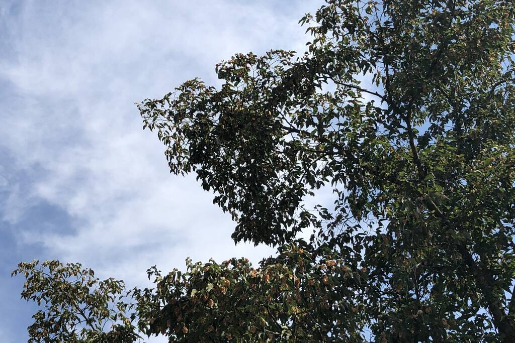 Kat gewond nadat deze uit boom werd gespoten