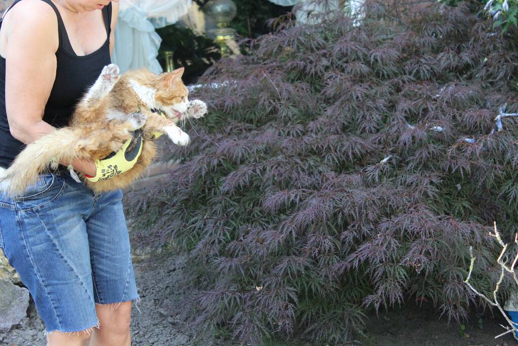 Kat gewond nadat deze uit boom werd gespoten