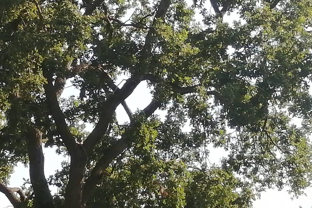 Gevaarlijk hangende tak boven woning verwijdert