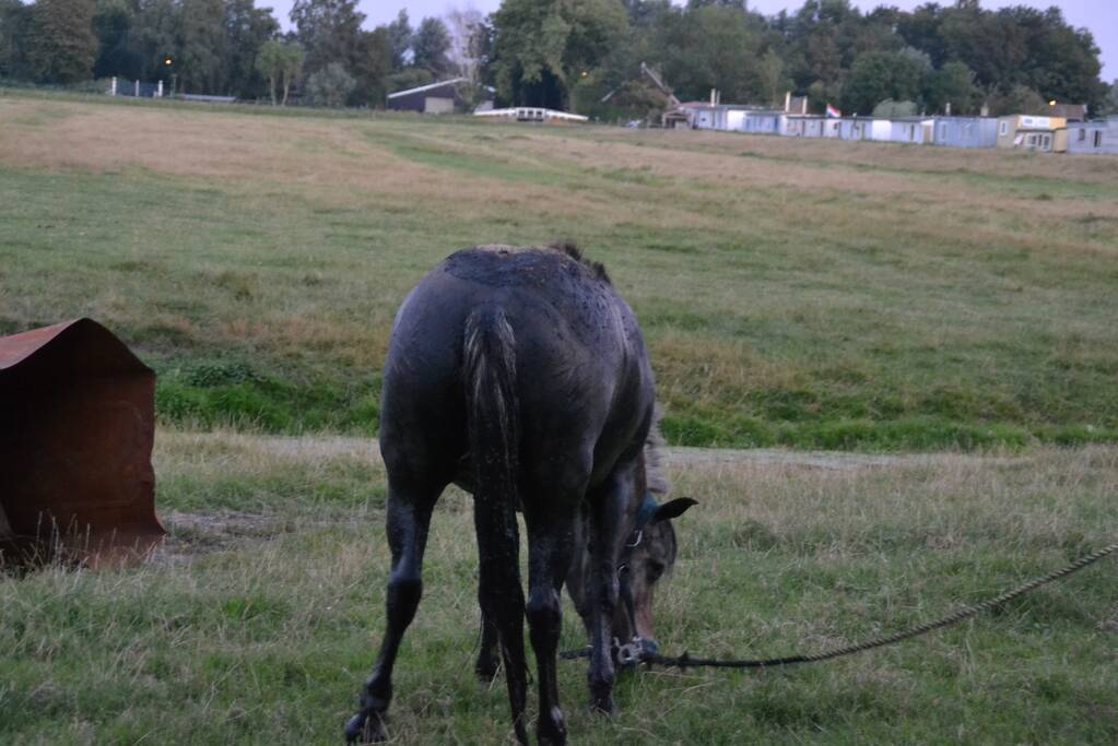 Brandweer redt opnieuw paard uit sloot