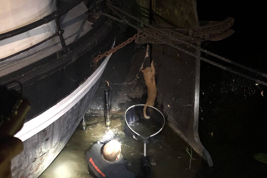 Brandweer redt kat uit gracht