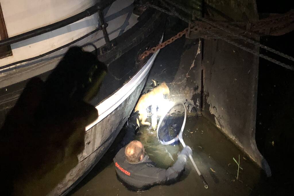 Brandweer redt kat uit gracht