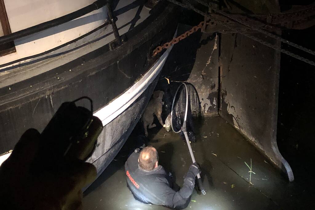 Brandweer redt kat uit gracht