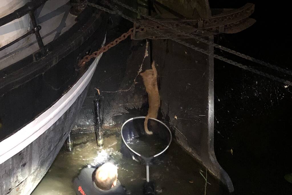 Brandweer redt kat uit gracht