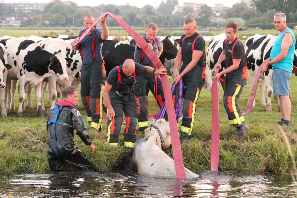 Koe belandt in de sloot