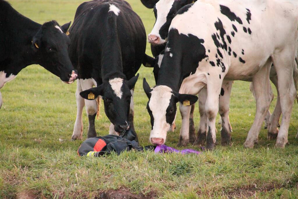 Koe belandt in de sloot