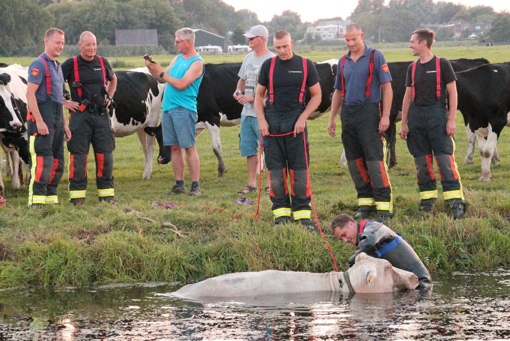 Koe belandt in de sloot