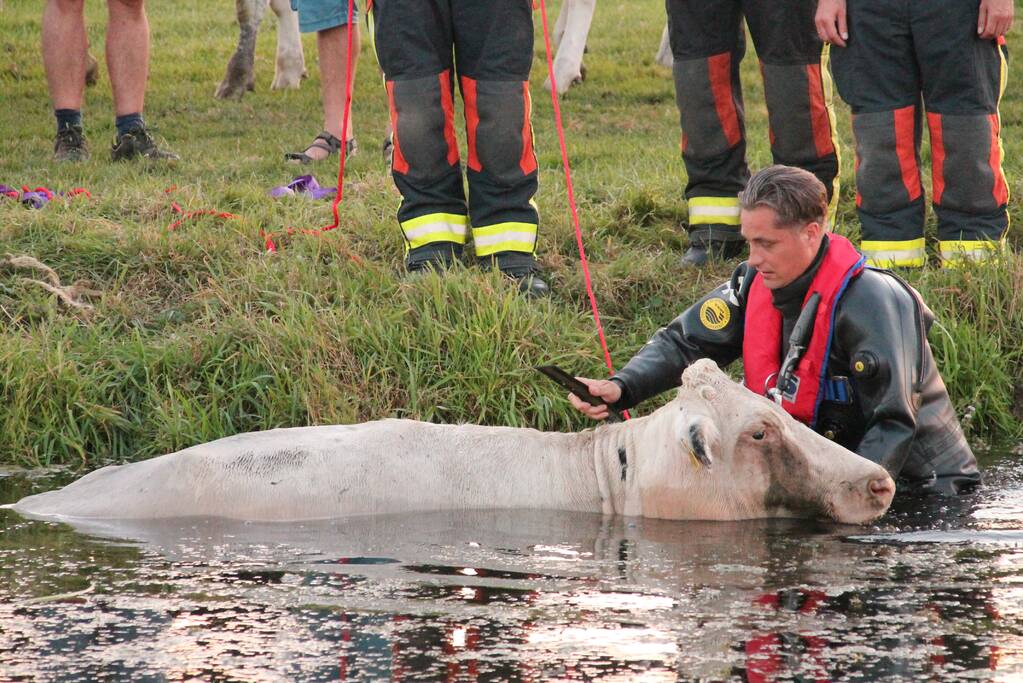 Koe belandt in de sloot