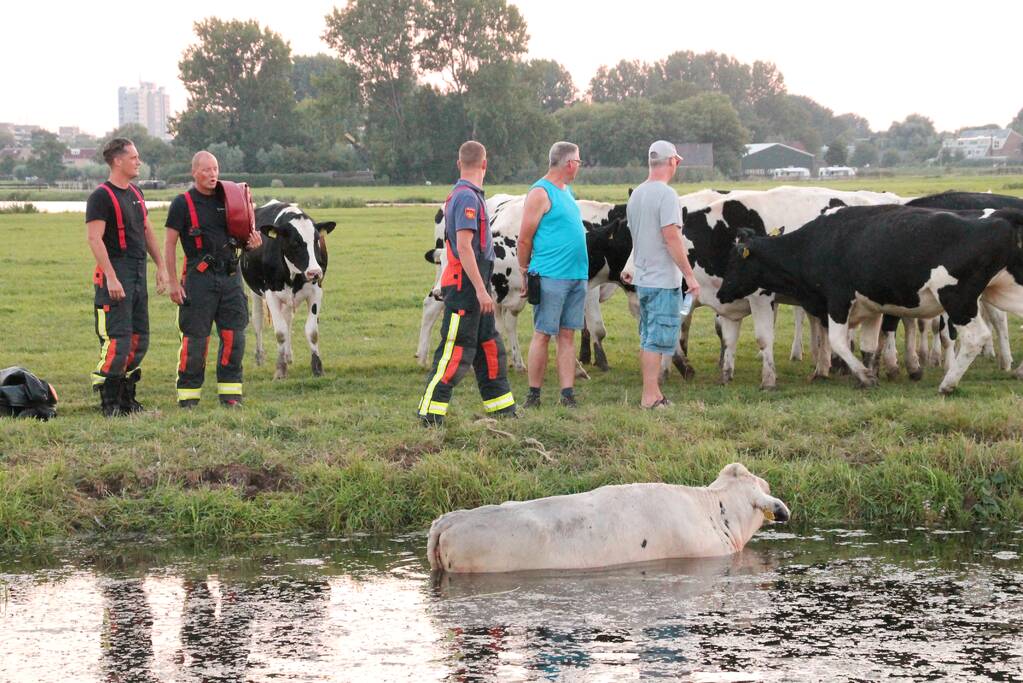 Koe belandt in de sloot