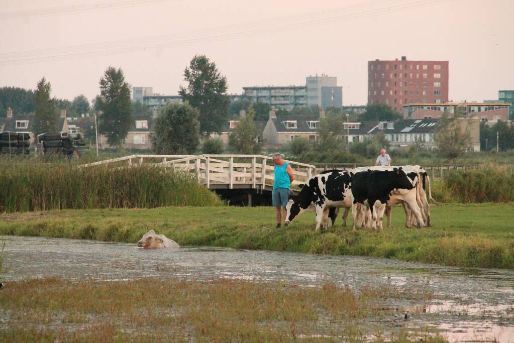 Koe belandt in de sloot