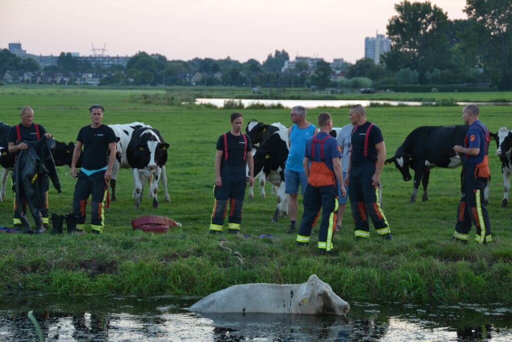 Koe belandt in de sloot