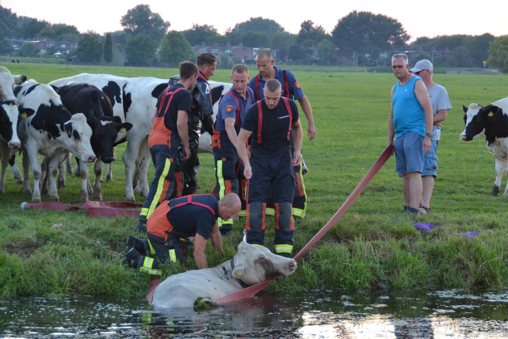 Koe belandt in de sloot