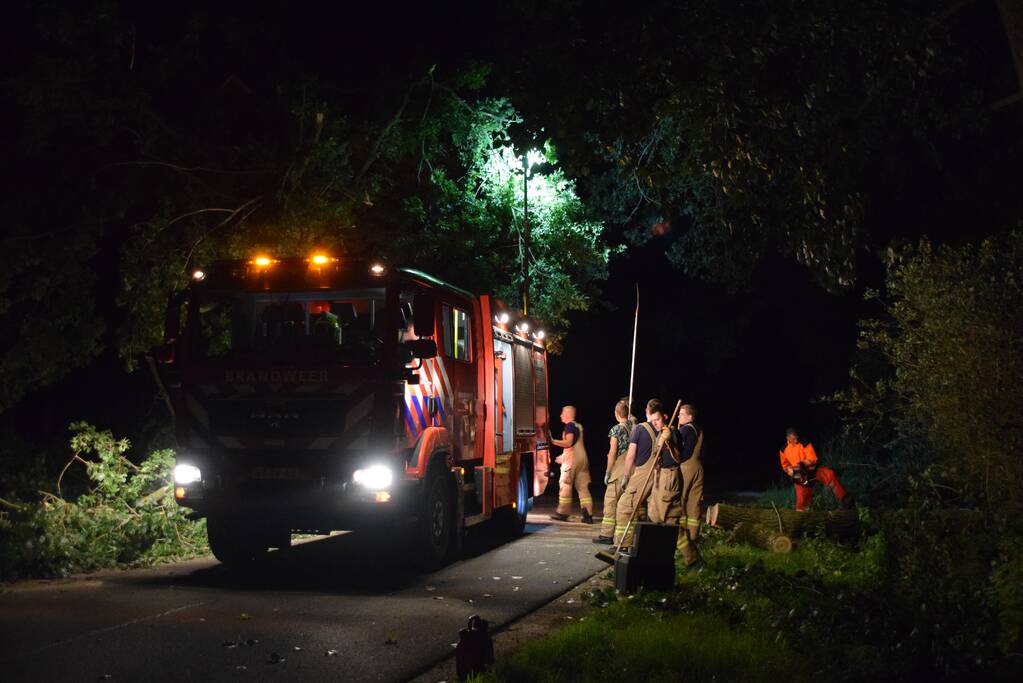 Takken breken uit monumentale boom