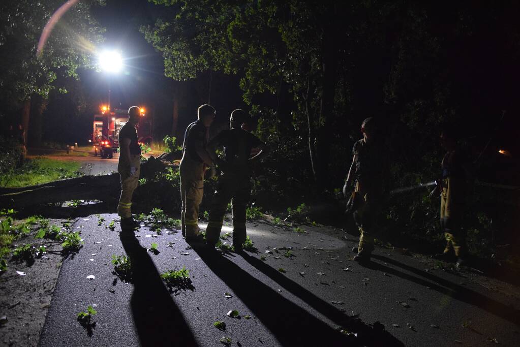 Takken breken uit monumentale boom