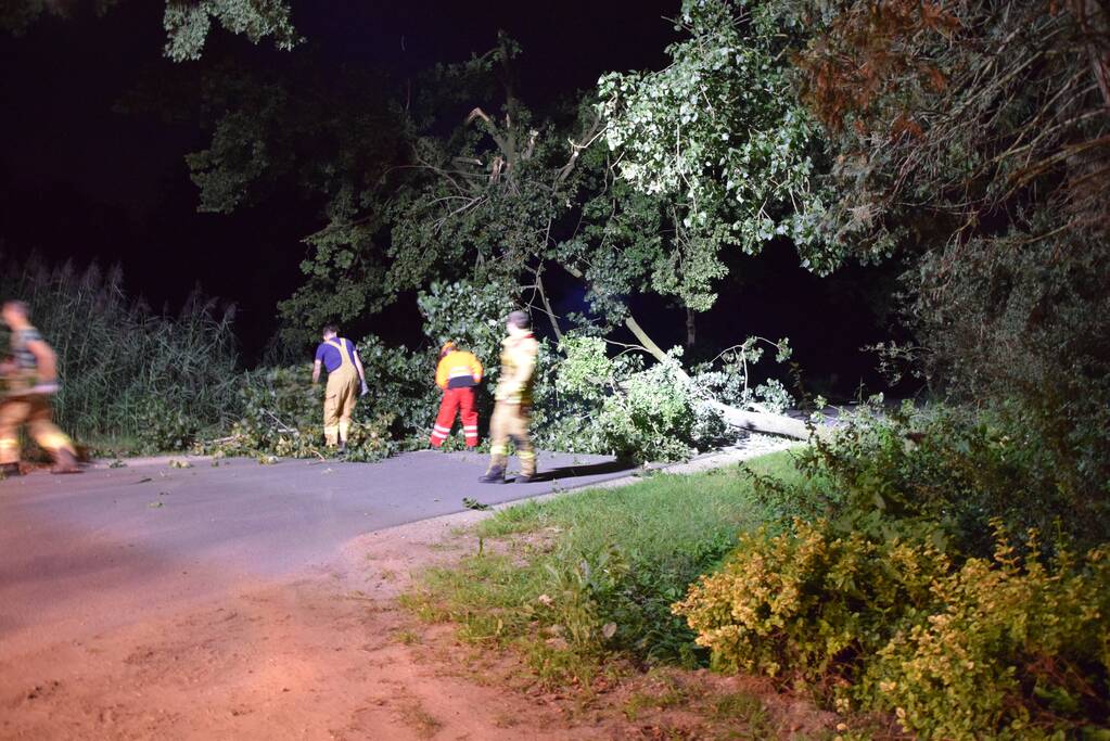 Takken breken uit monumentale boom