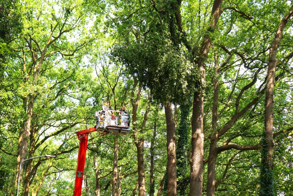 Weg afgesloten voor vallende takken