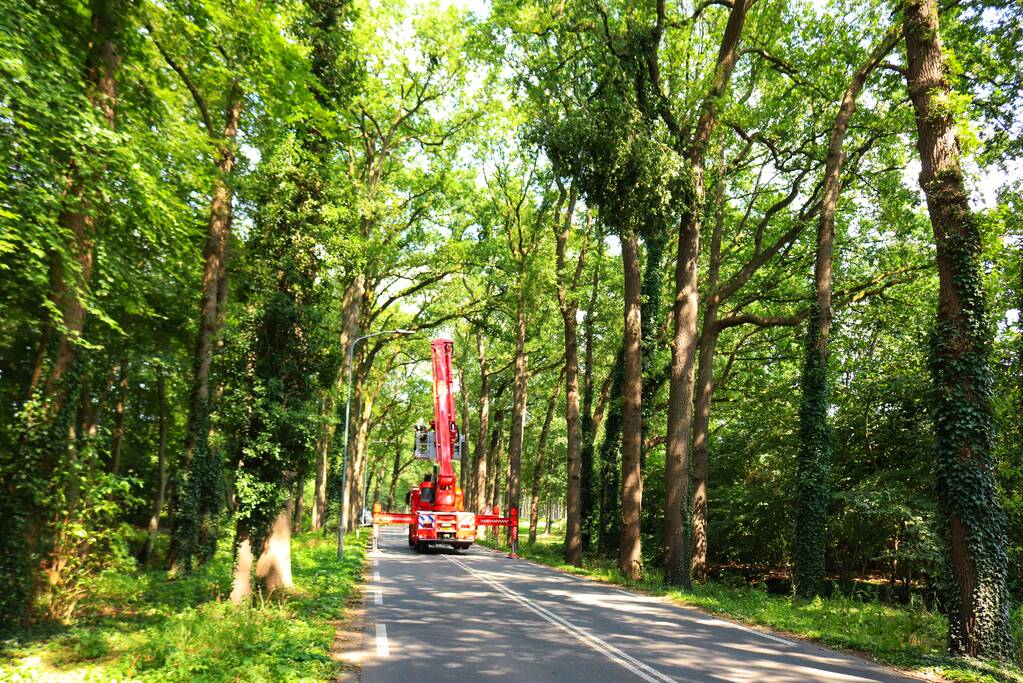 Weg afgesloten voor vallende takken
