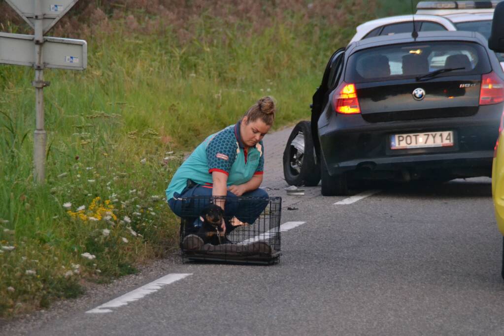 Hond komt met de schrik vrij bij verkeersongeval