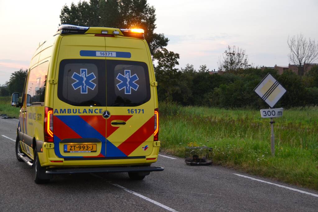 Hond komt met de schrik vrij bij verkeersongeval