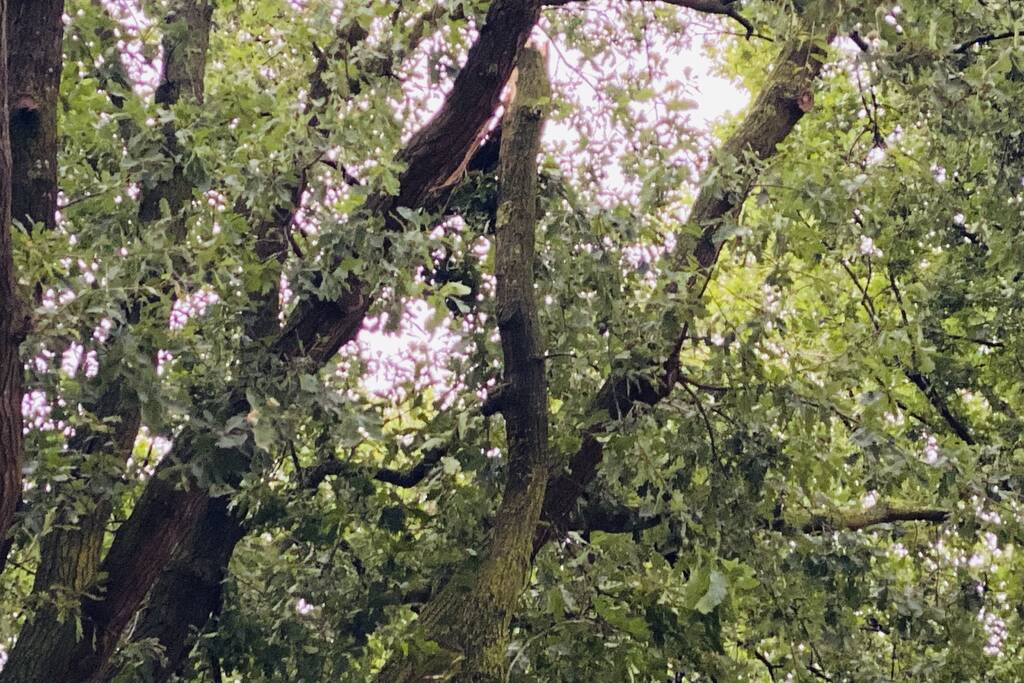 Gevaarlijke afgebroken tak door brandweer verwijderd