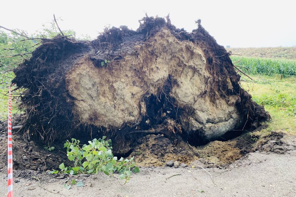 Meerdere bomen om gewaaid bij noodweer