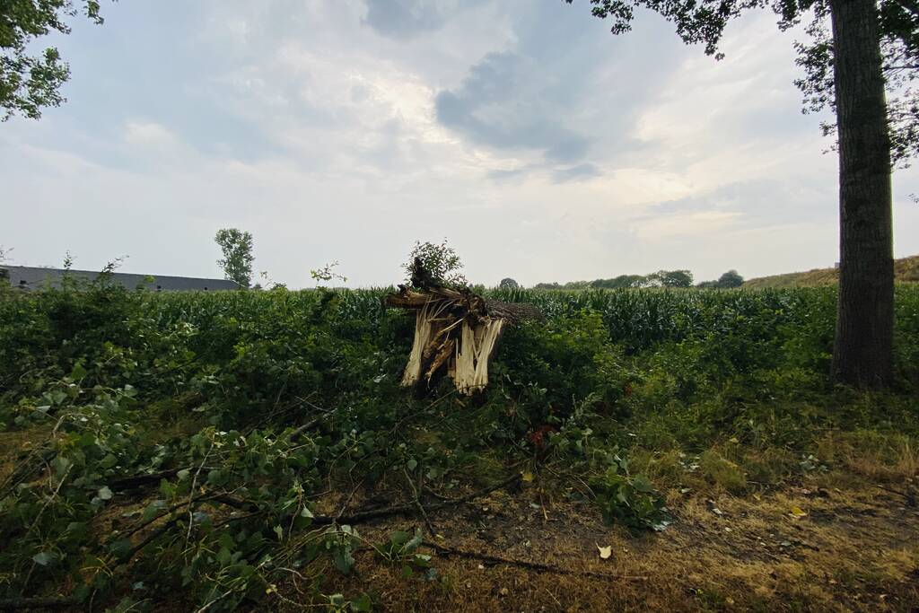 Meerdere bomen om gewaaid bij noodweer