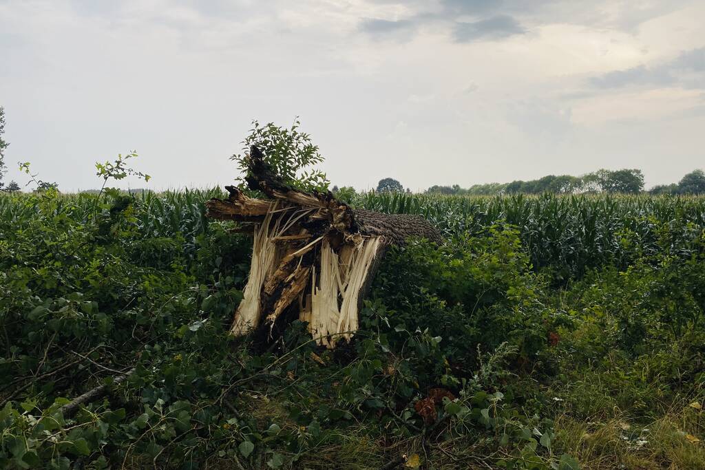 Meerdere bomen om gewaaid bij noodweer