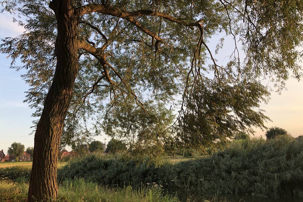 Gevaarlijk hangende tak boven wandelpad