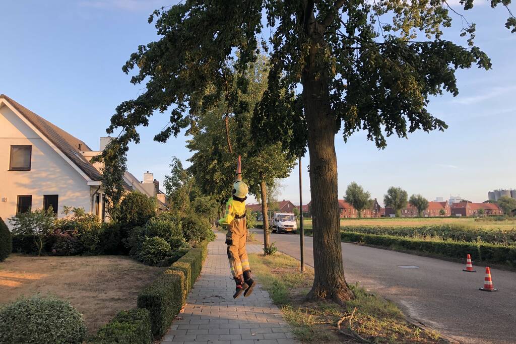 Gevaarlijk hangende tak boven wandelpad