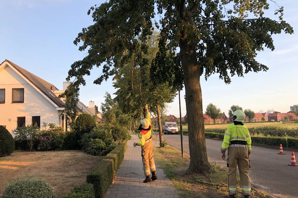 Gevaarlijk hangende tak boven wandelpad