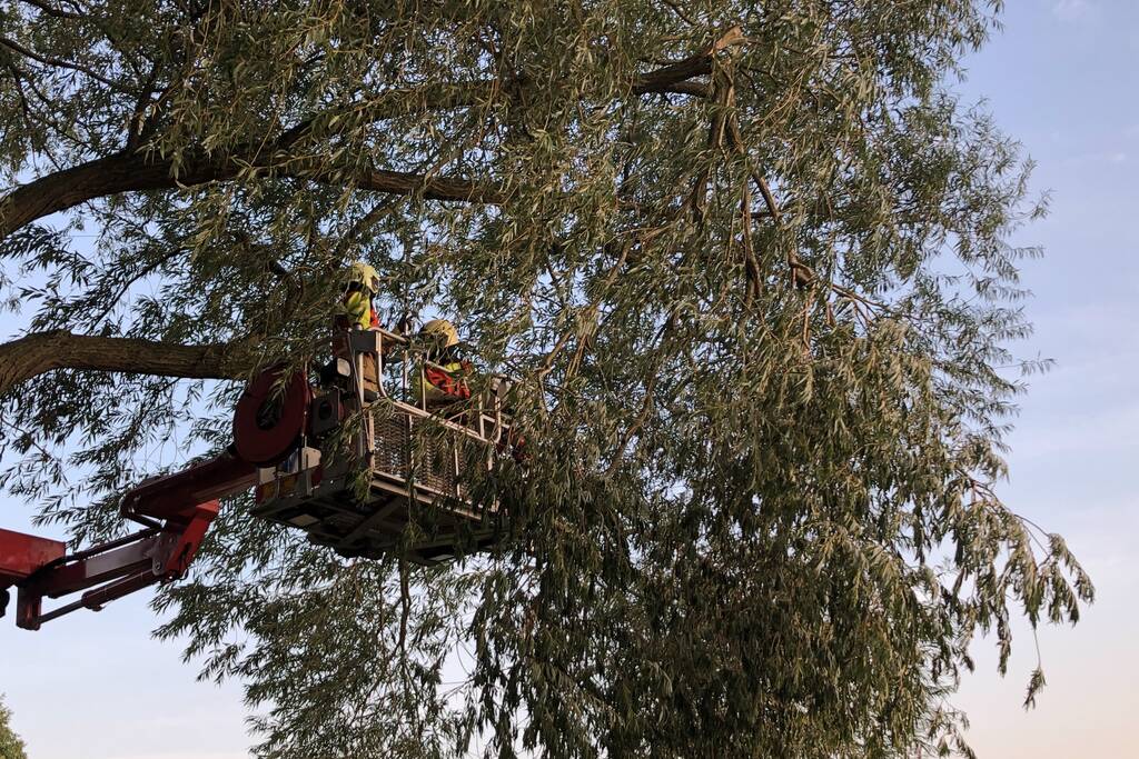 Gevaarlijk hangende tak boven wandelpad