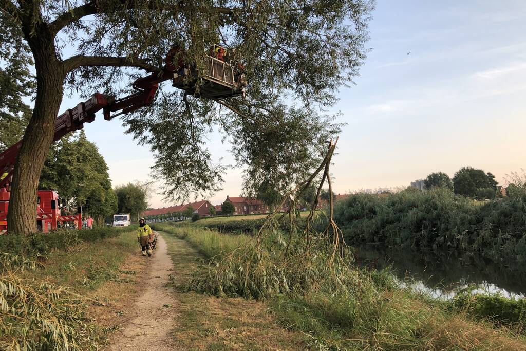 Gevaarlijk hangende tak boven wandelpad