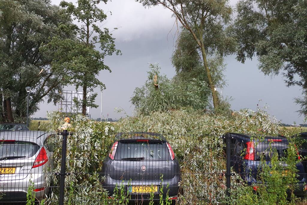 Wilgenboom belandt op meerdere auto's