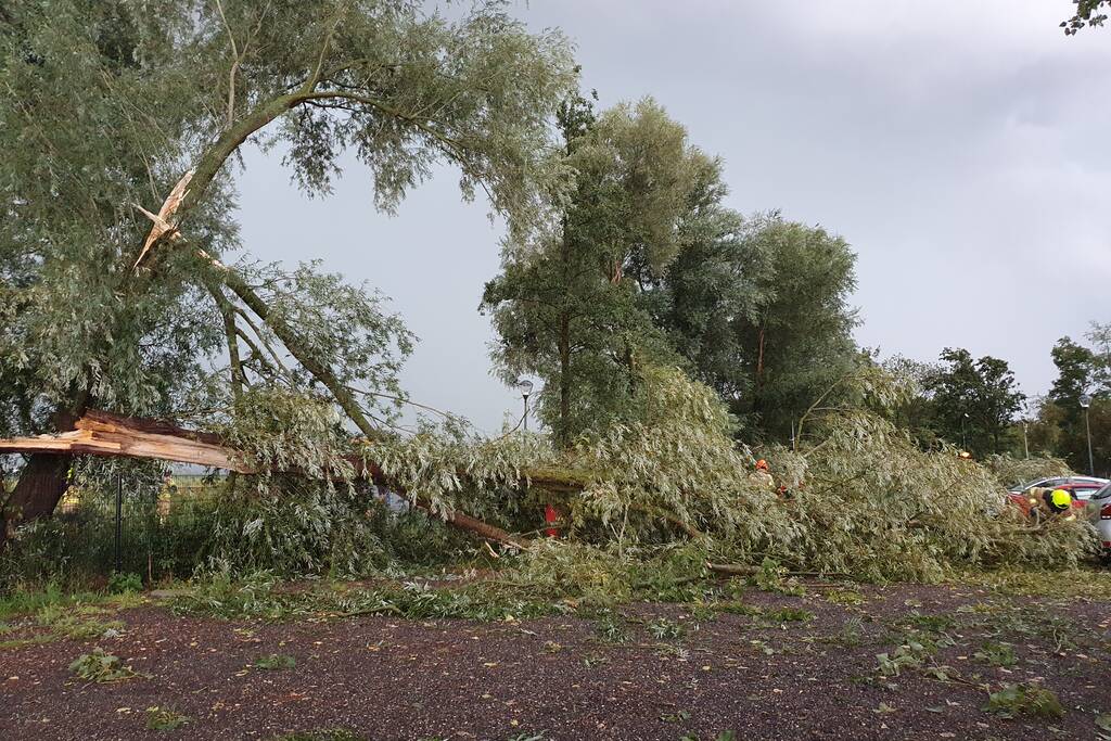 Wilgenboom belandt op meerdere auto's