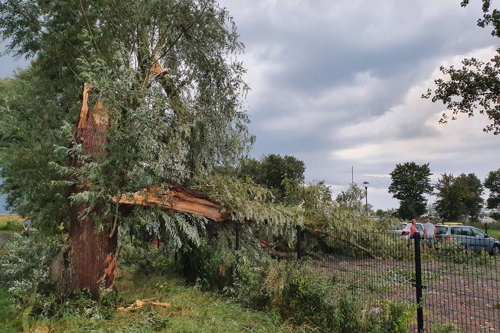 Wilgenboom belandt op meerdere auto's