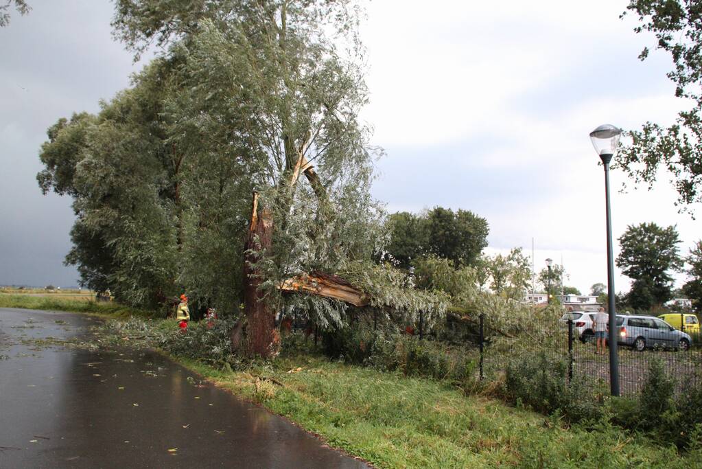 Wilgenboom belandt op meerdere auto's
