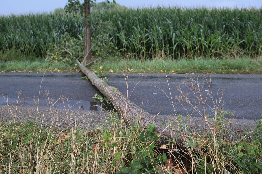 Boom waait om en beschadigt maisveld